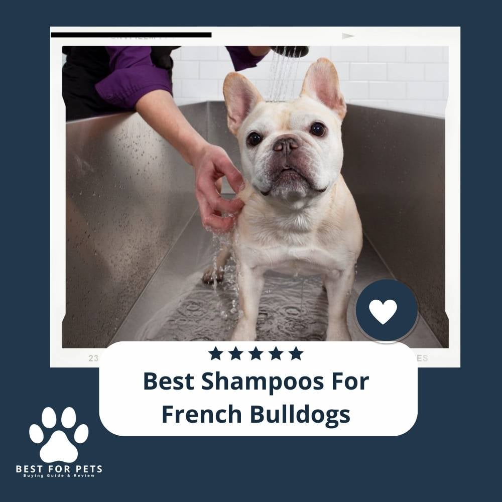 dnM6UsBQS-best-shampoos-for-french-bulldogs