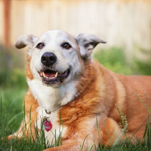 A senior dog laying in the grass in a backyard smiling at the camera