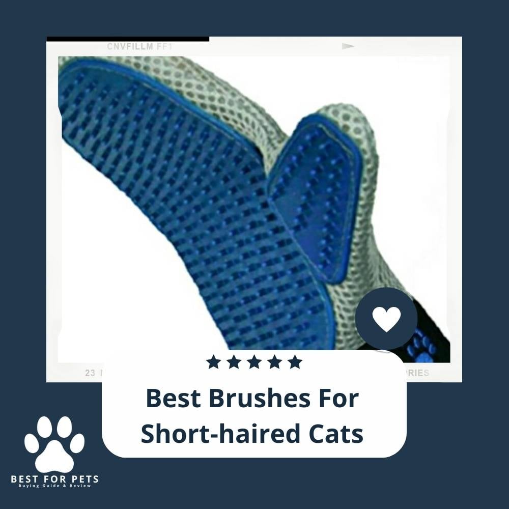 MZKYCAFDA-best-brushes-for-short-haired-cats
