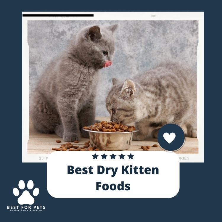 Best Dry Kitten Foods
