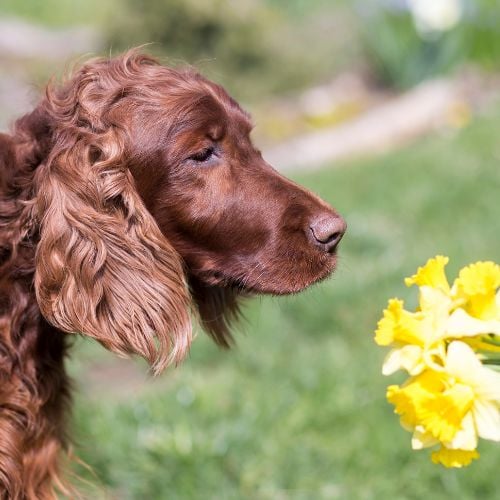 Banner of Irish Setter dog smelling daffodil flowers