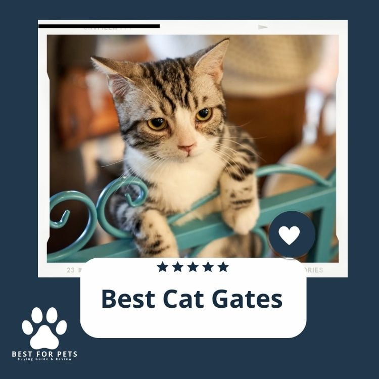 Best Cat Gates