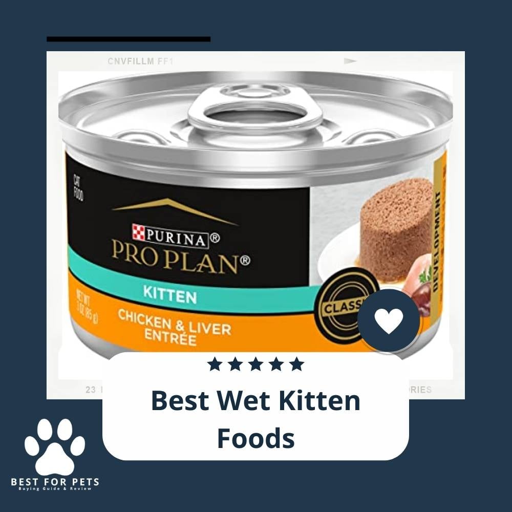 gJ5XKOSxd-best-wet-kitten-foods