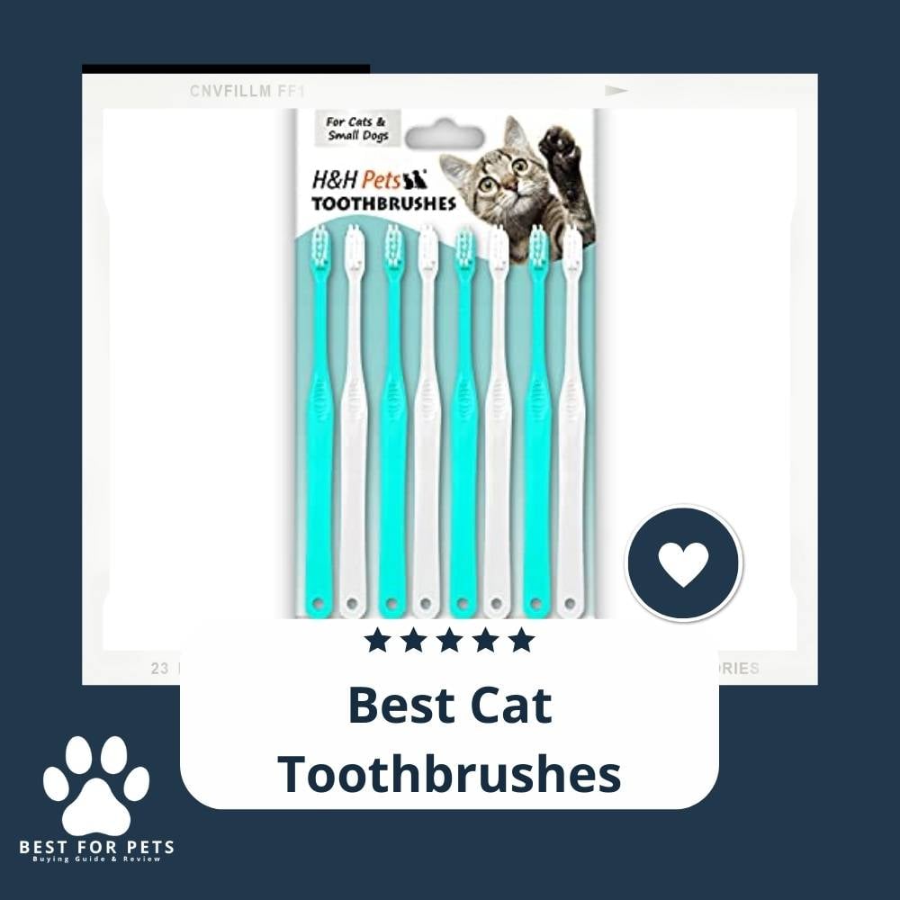 p36_IEa48-best-cat-toothbrushes