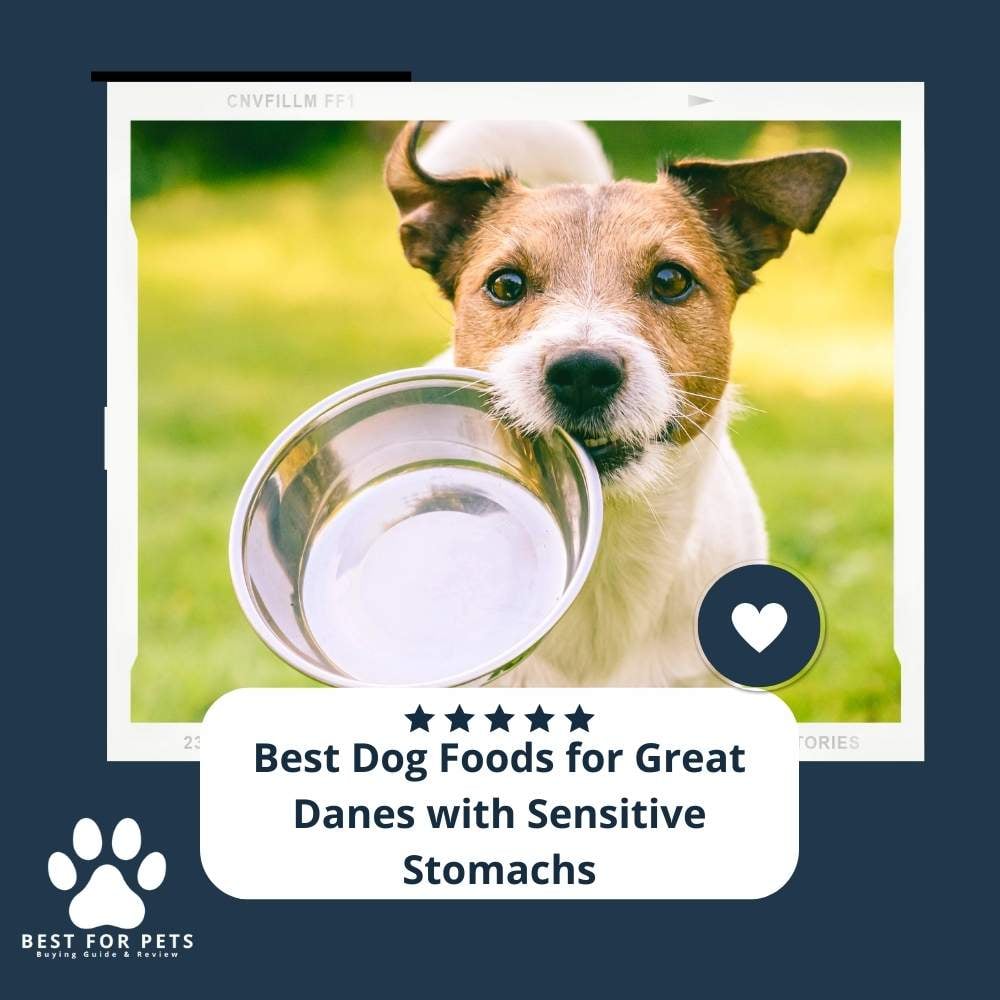 DwjyDZMx4-best-dog-foods-for-great-danes-with-sensitive-stomachs
