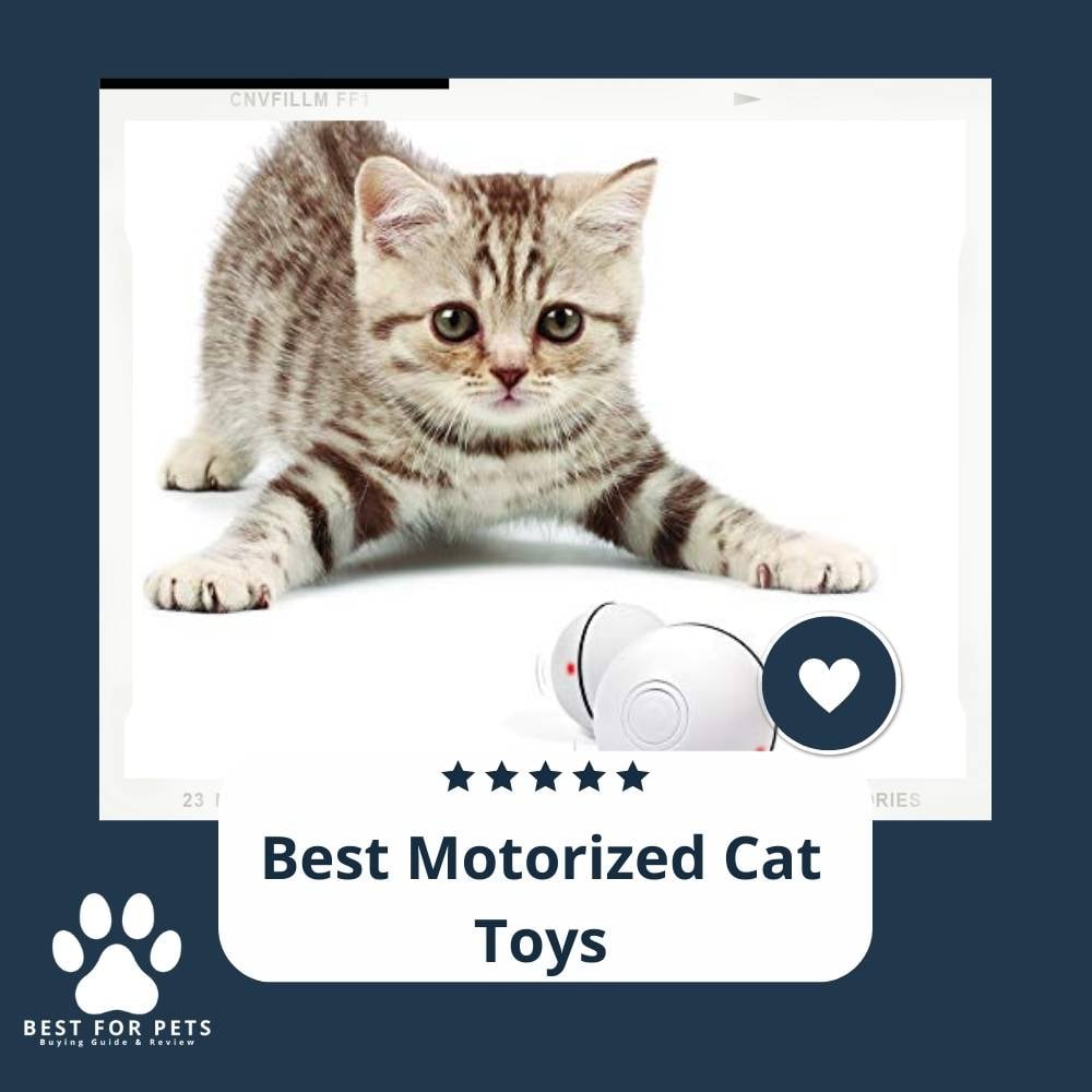 8x3MV_cWP-best-motorized-cat-toys