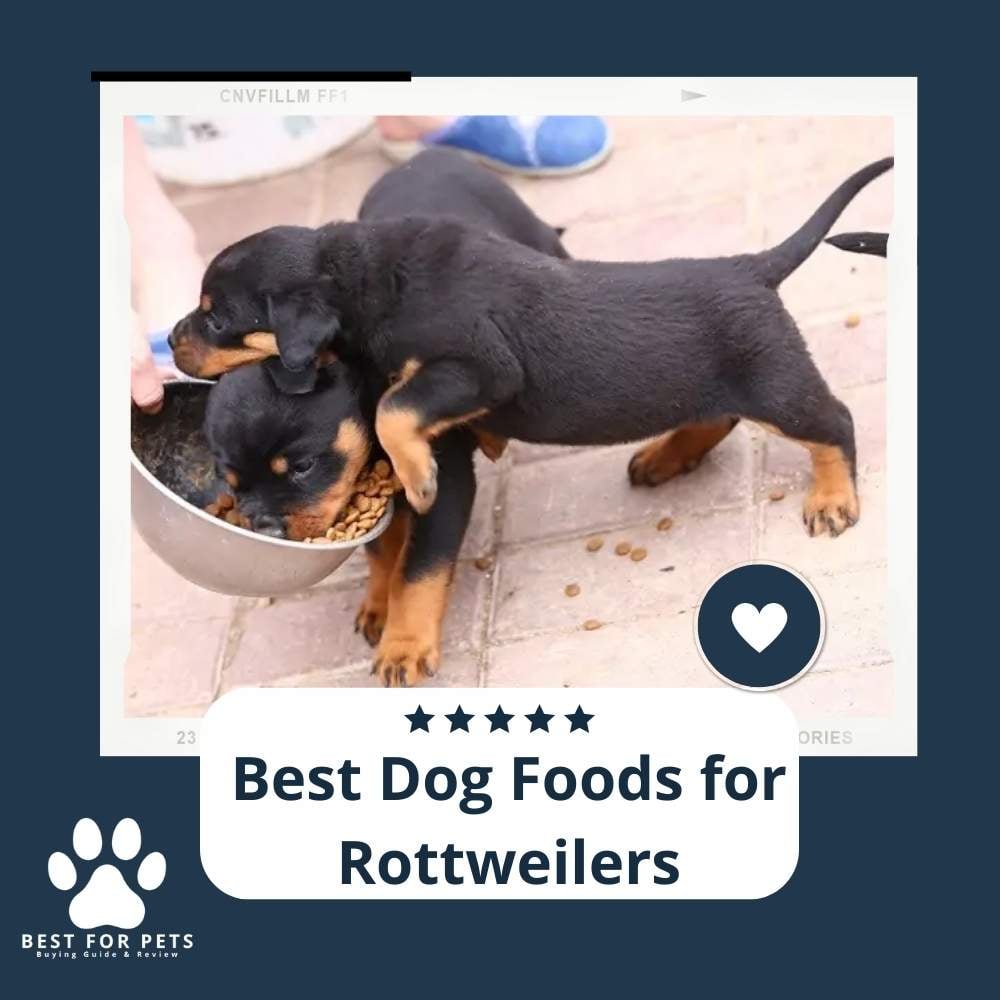 YLRIX_5zP-best-dog-foods-for-rottweilers
