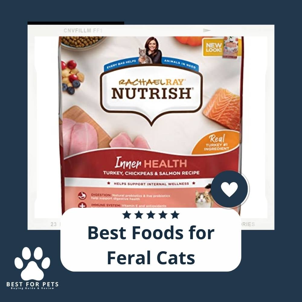 A4LiJNR97-best-foods-for-feral-cats