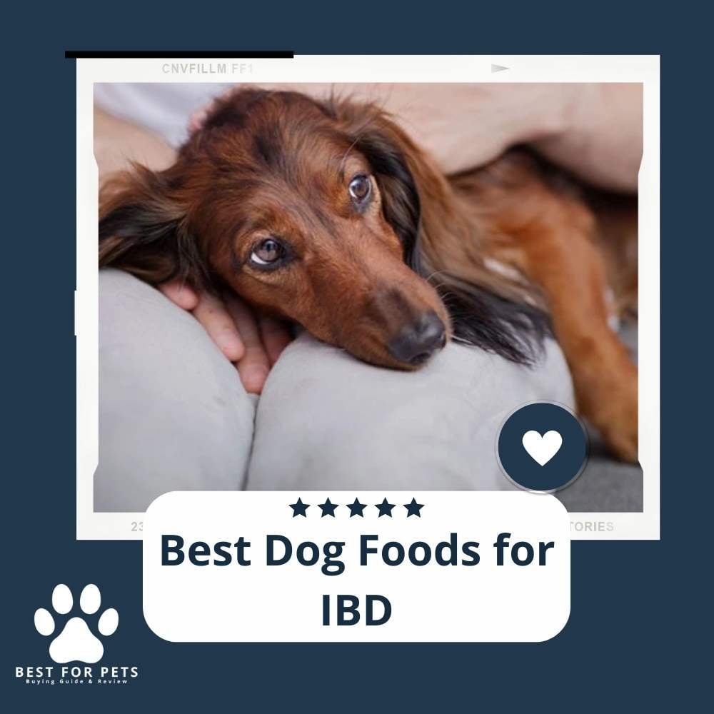 K4m1mWrs8-best-dog-foods-for-ibd