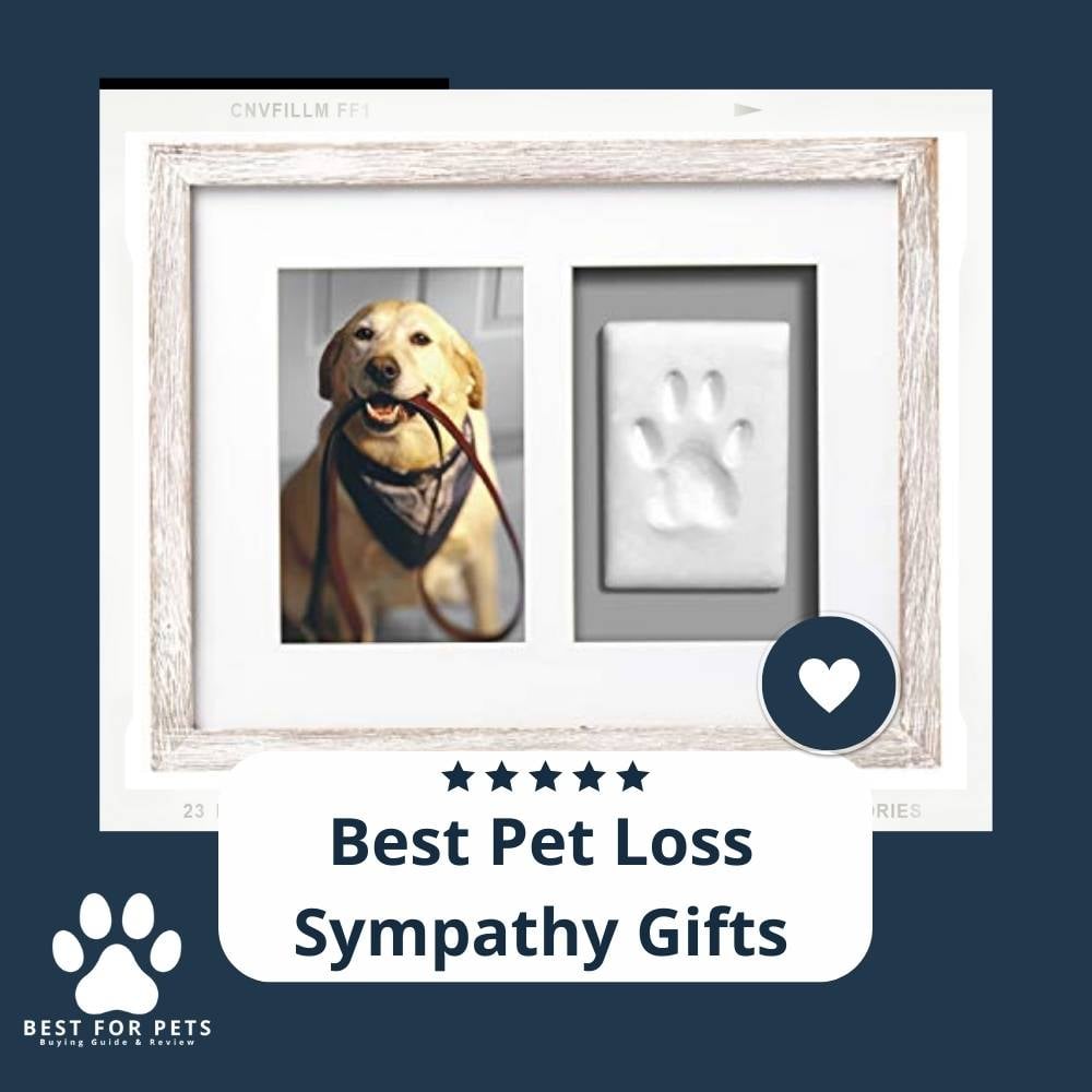 fP-lLTOQW-best-pet-loss-sympathy-gifts