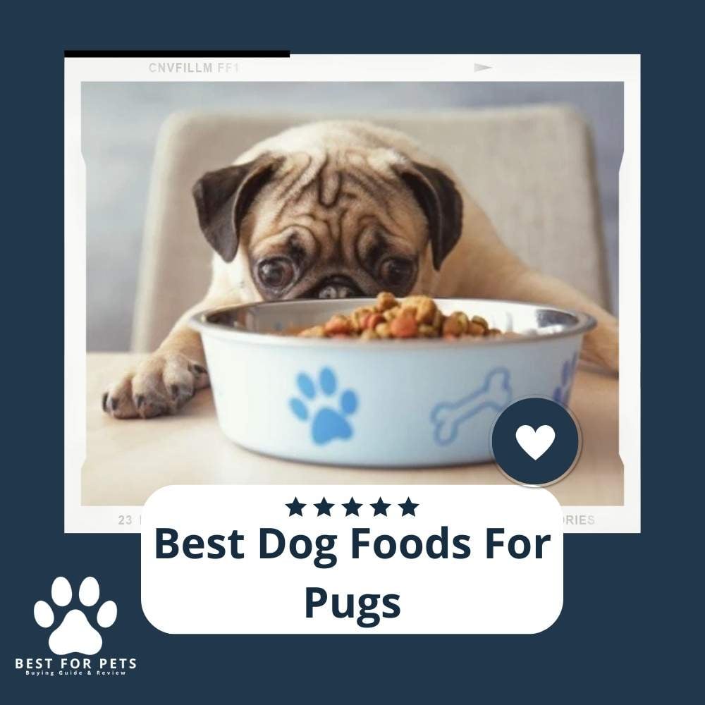 Qji9D8yxR-_best-dog-foods-for-pugs