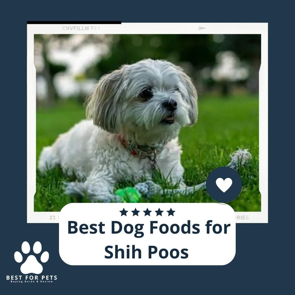 jl-itezXF-best-dog-foods-for-shih-poos