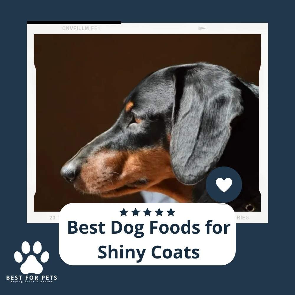 CD6yNn74Y-best-dog-foods-for-shiny-coats