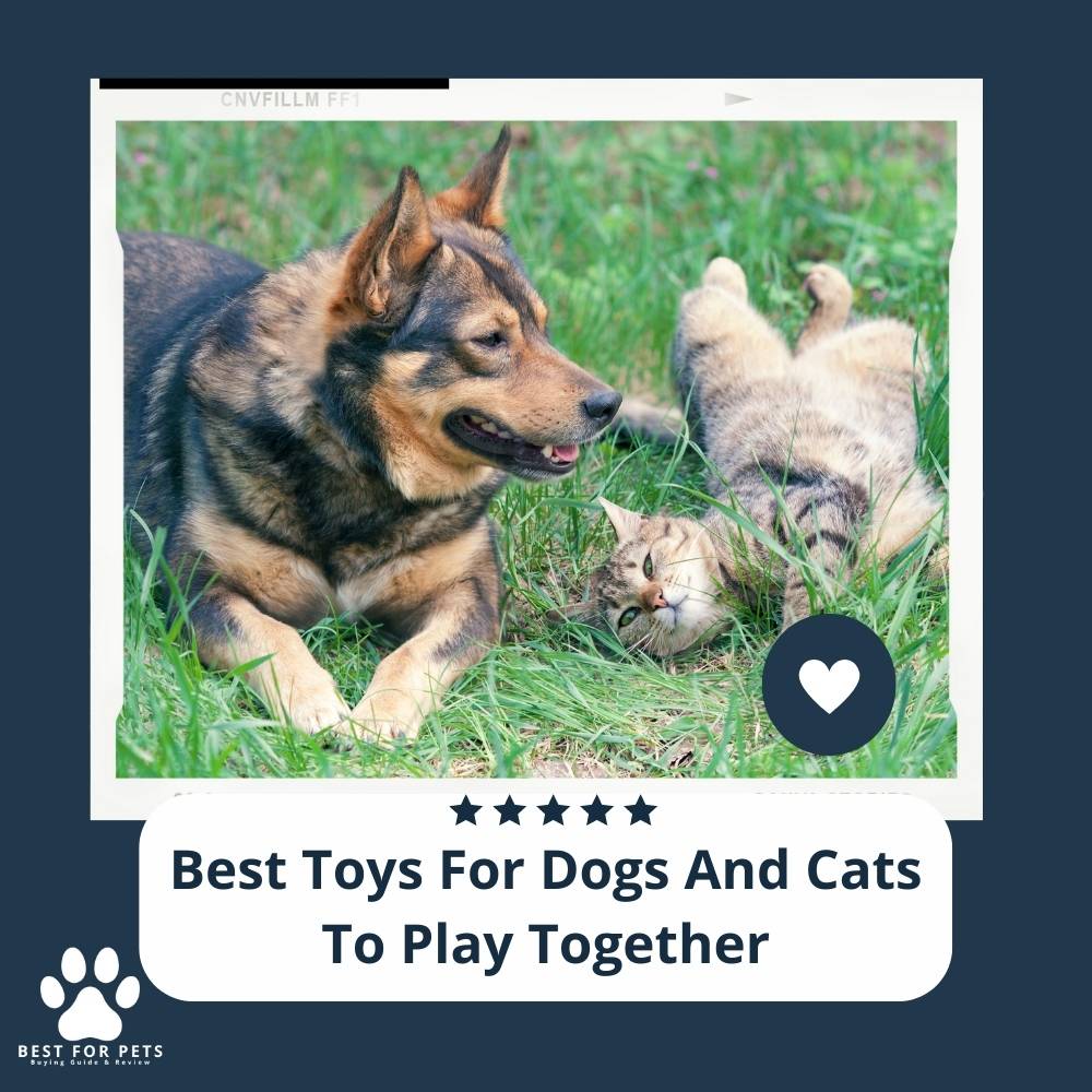 2sldlUKsR-best-toys-for-dogs-and-cats-to-play-together