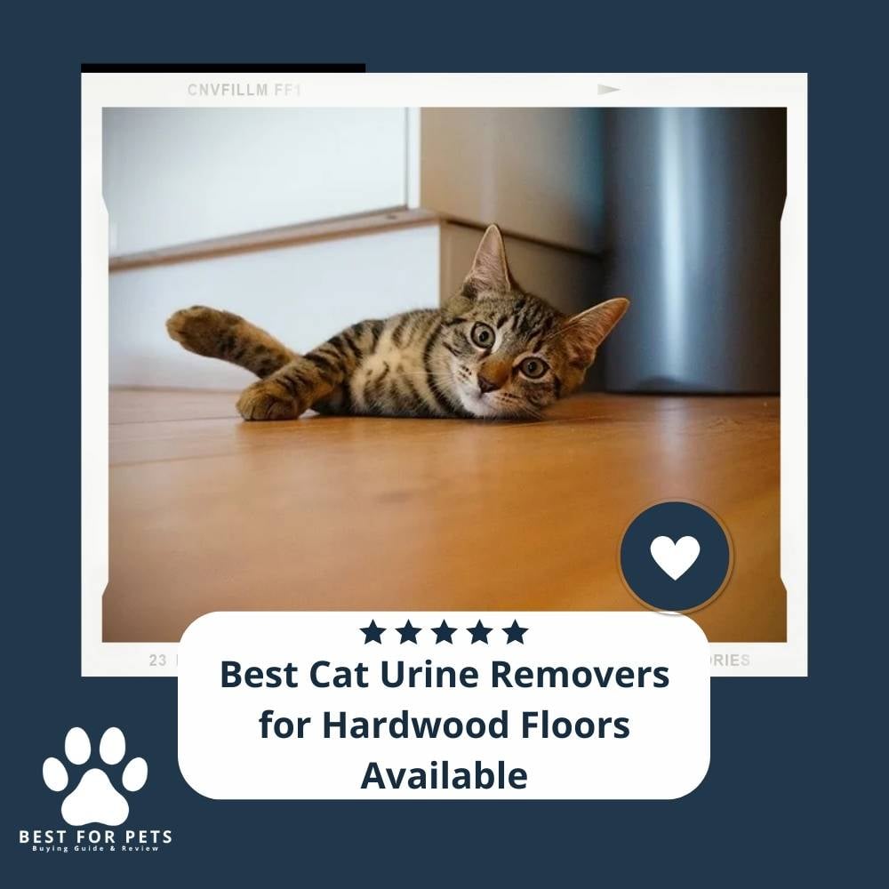 9hFu3Da1w-best-cat-urine-removers-for-hardwood-floors-available