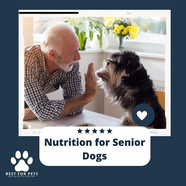 Nutrition for Senior Dogs