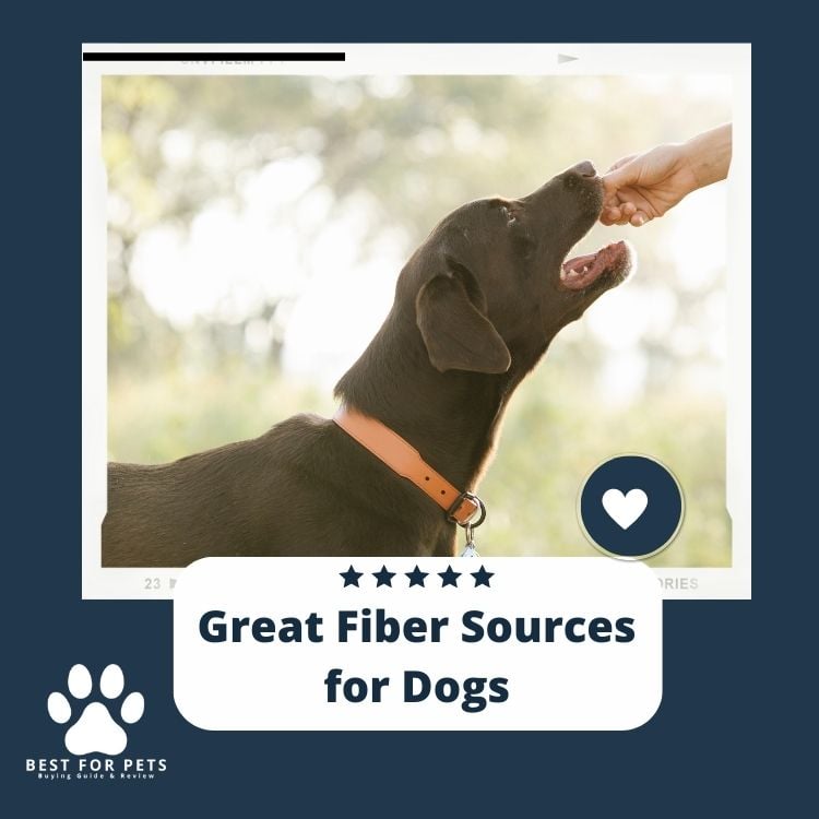 Image showcasing 8 Great Fiber Sources for Dogs - BestForPets.org