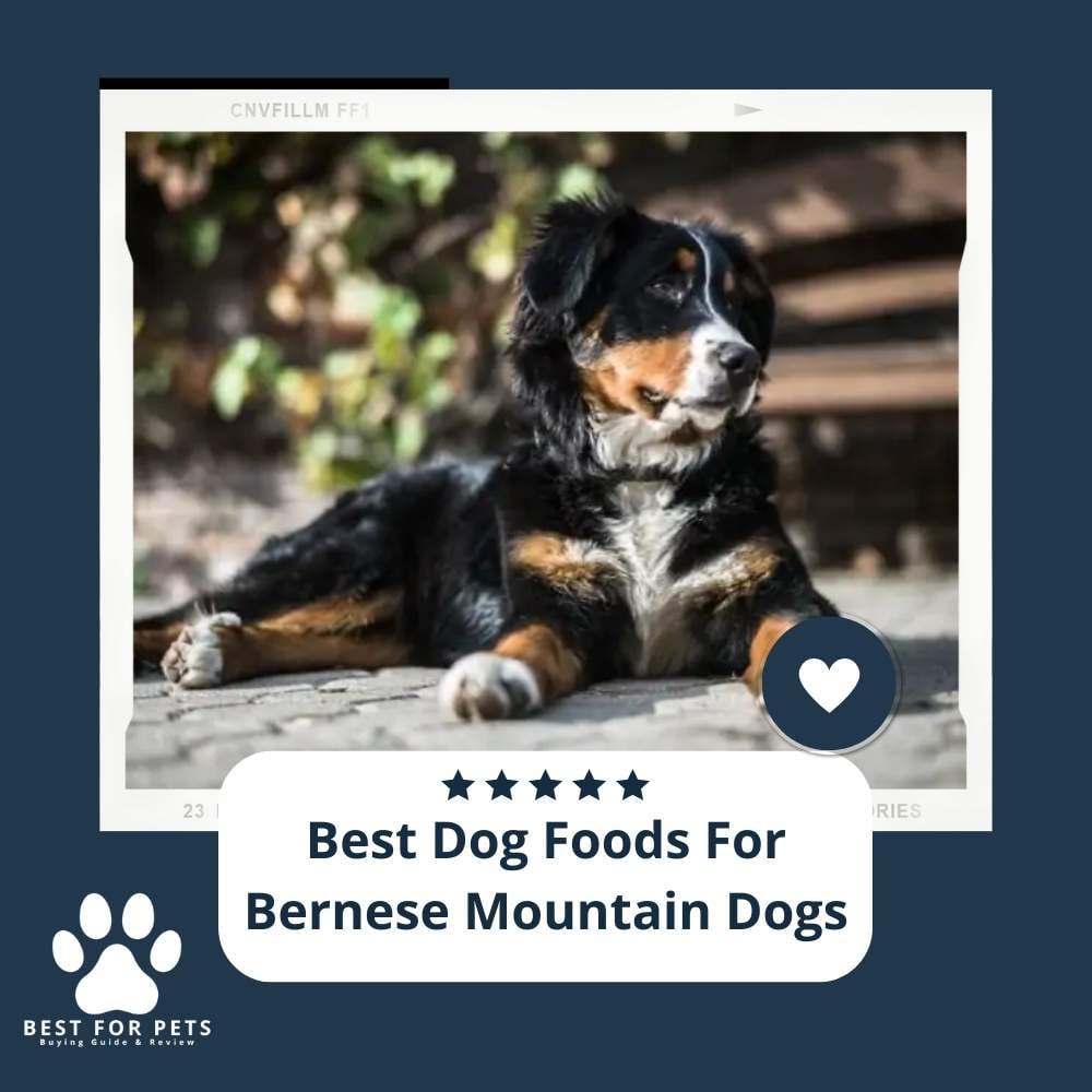 8MRs5MljK-best-dog-foods-for-bernese-mountain-dogs