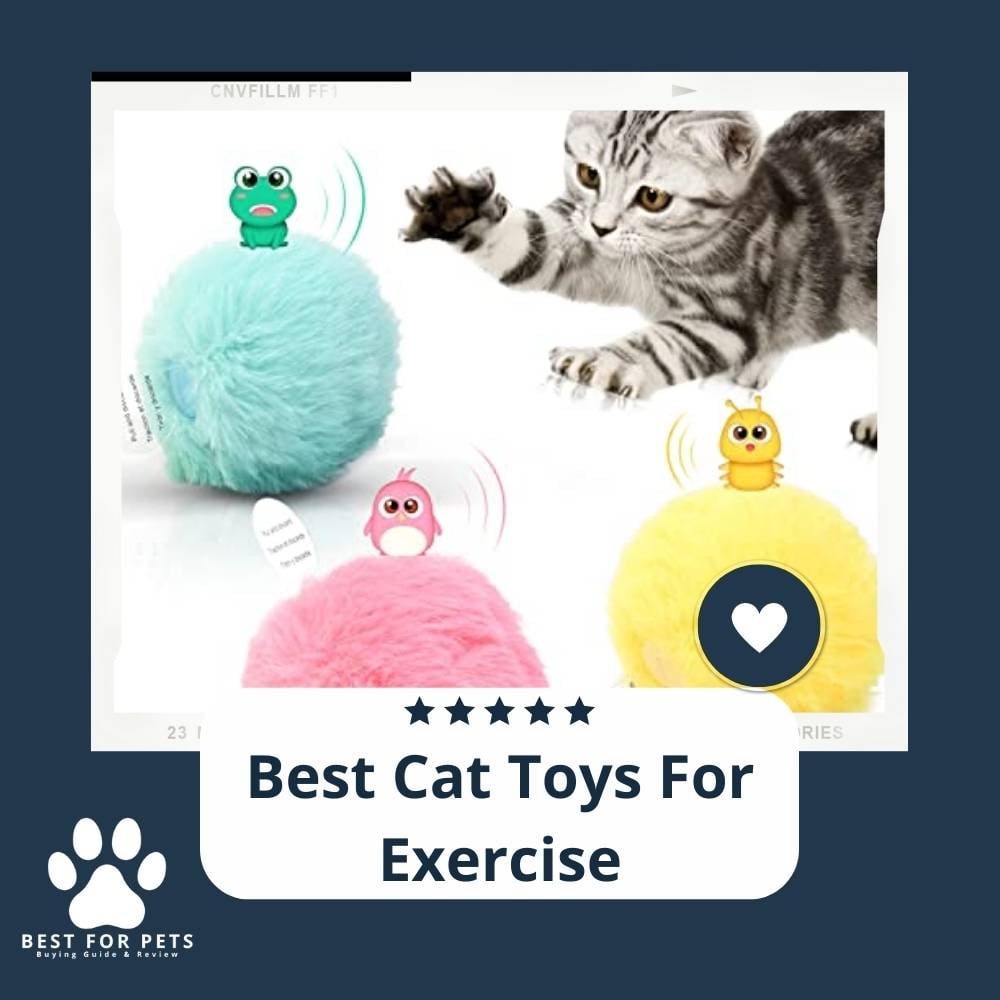 xpIHRxPAY-best-cat-toys-for-exercise
