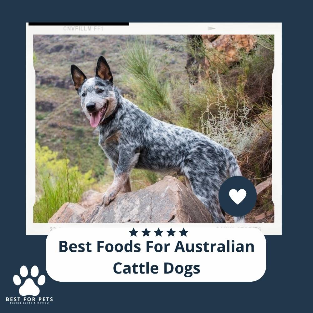 L0bdZlm8o-best-foods-for-australian-cattle-dogs