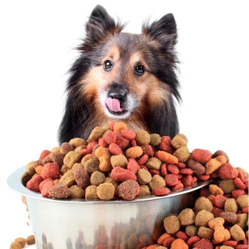 The Health Benefits and Risks of Different Types of Food for Small Dogs