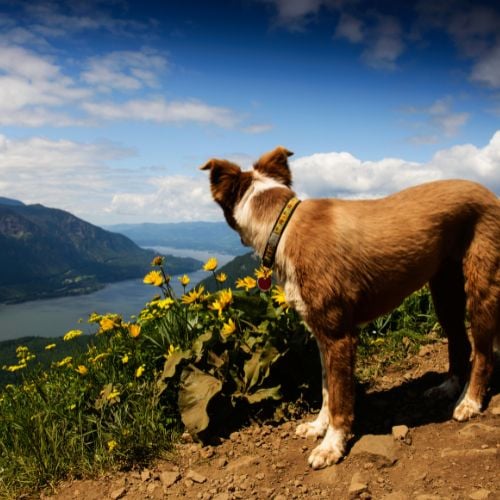 Border Collie Dog looking at view of river at the mountains