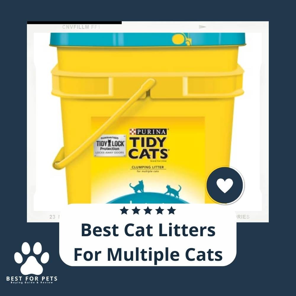 JXd3LVmnJ-best-cat-litters-for-multiple-cats