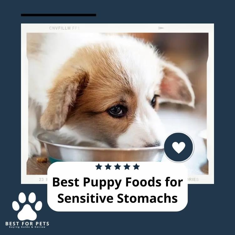 Best Puppy Foods For Sensitive Stomachs