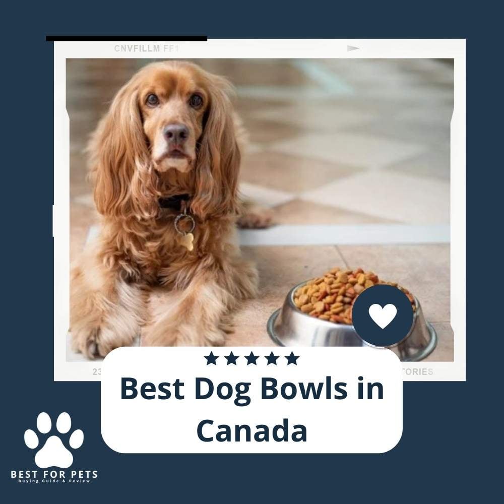 lt4-aBfyz-best-dog-bowls-in-canada