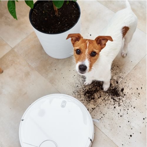 How to Choose the Best Canister Vacuum for Pet Hair