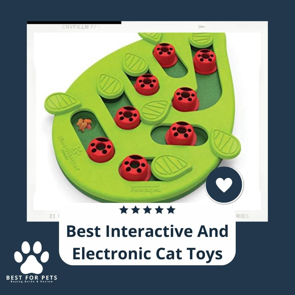 TazoiKr0w-best-interactive-and-electronic-cat-toys