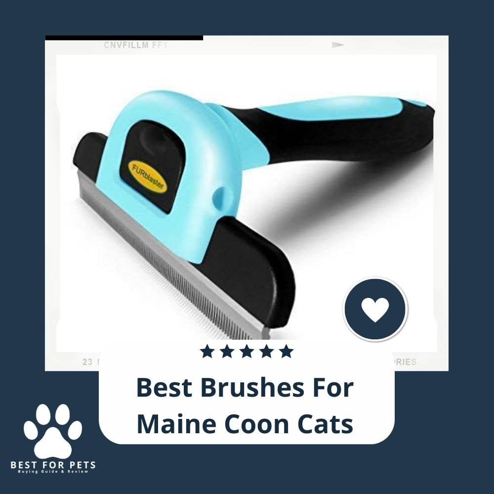 pZvVlZjvh-best-brushes-for-maine-coon-cats