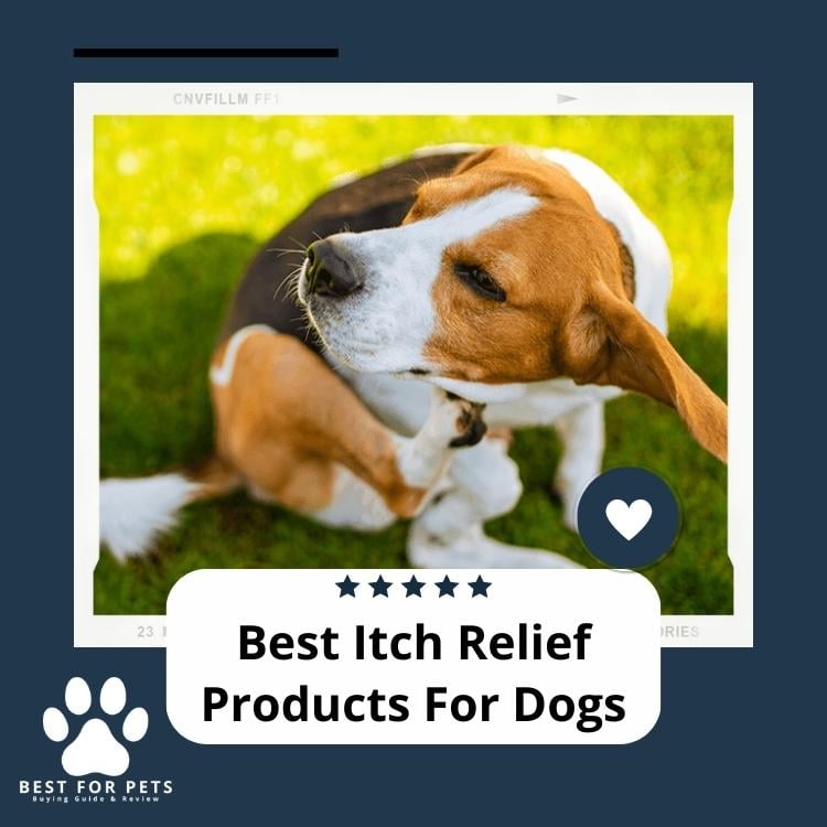 Best Itch Relief Products For Dogs