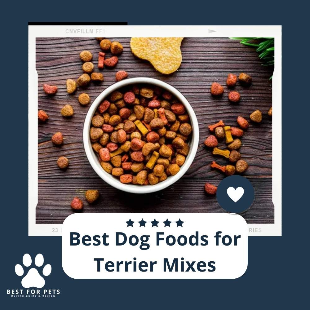 9nVnchSYt-best-dog-foods-for-terrier-mixes