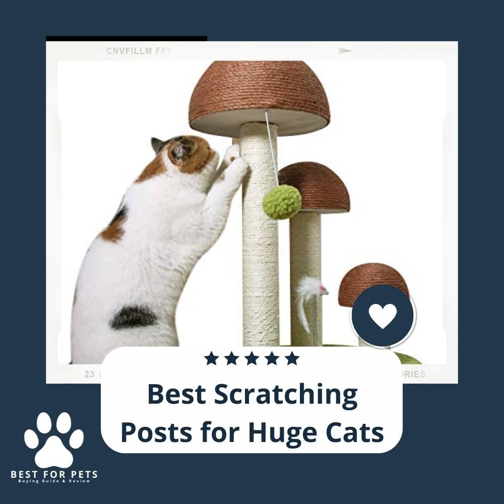 tzGshRl0k-best-scratching-posts-for-huge-cats