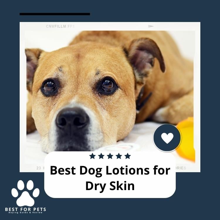 Best Dog Lotions For Dry Skin