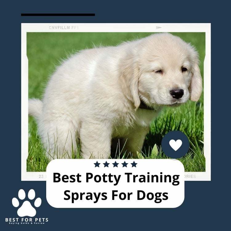 Best Potty Training Sprays For Dogs