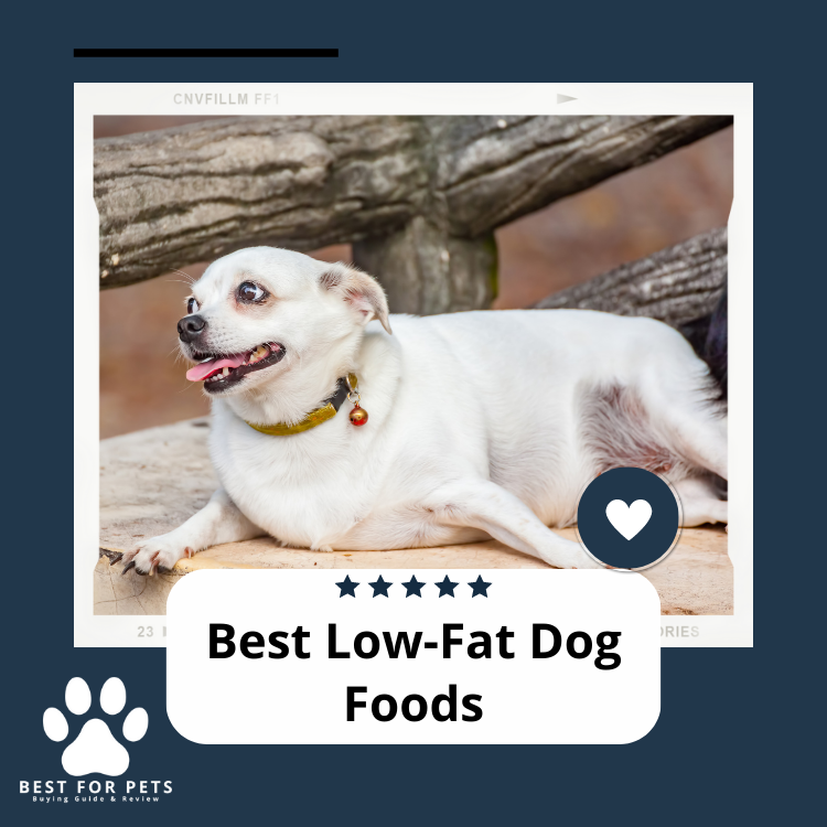Best Low Fat Dog Foods