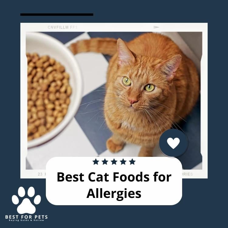 Best Cat Foods For Allergies