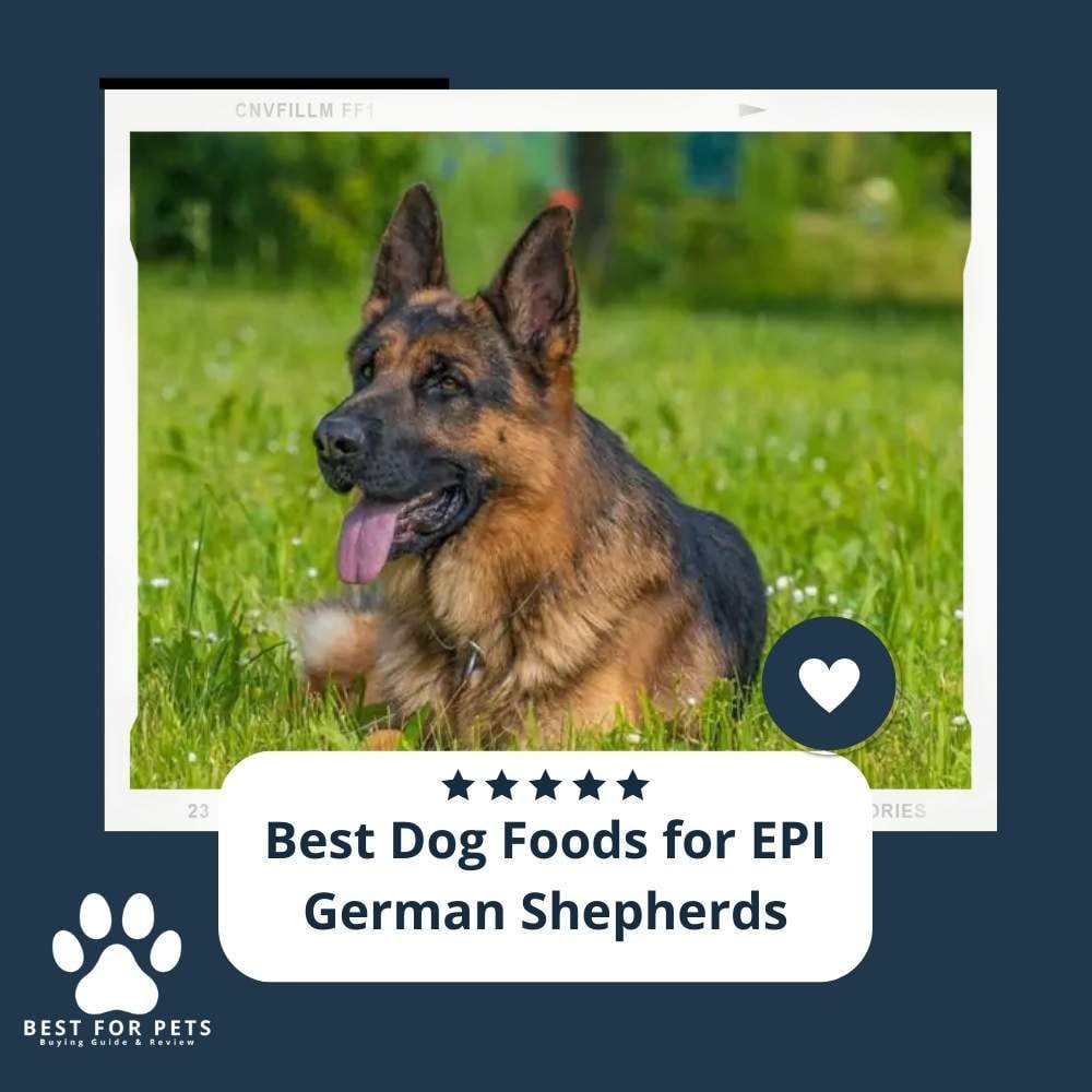 XPiZXvCLR-best-dog-foods-for-epi-german-shepherds