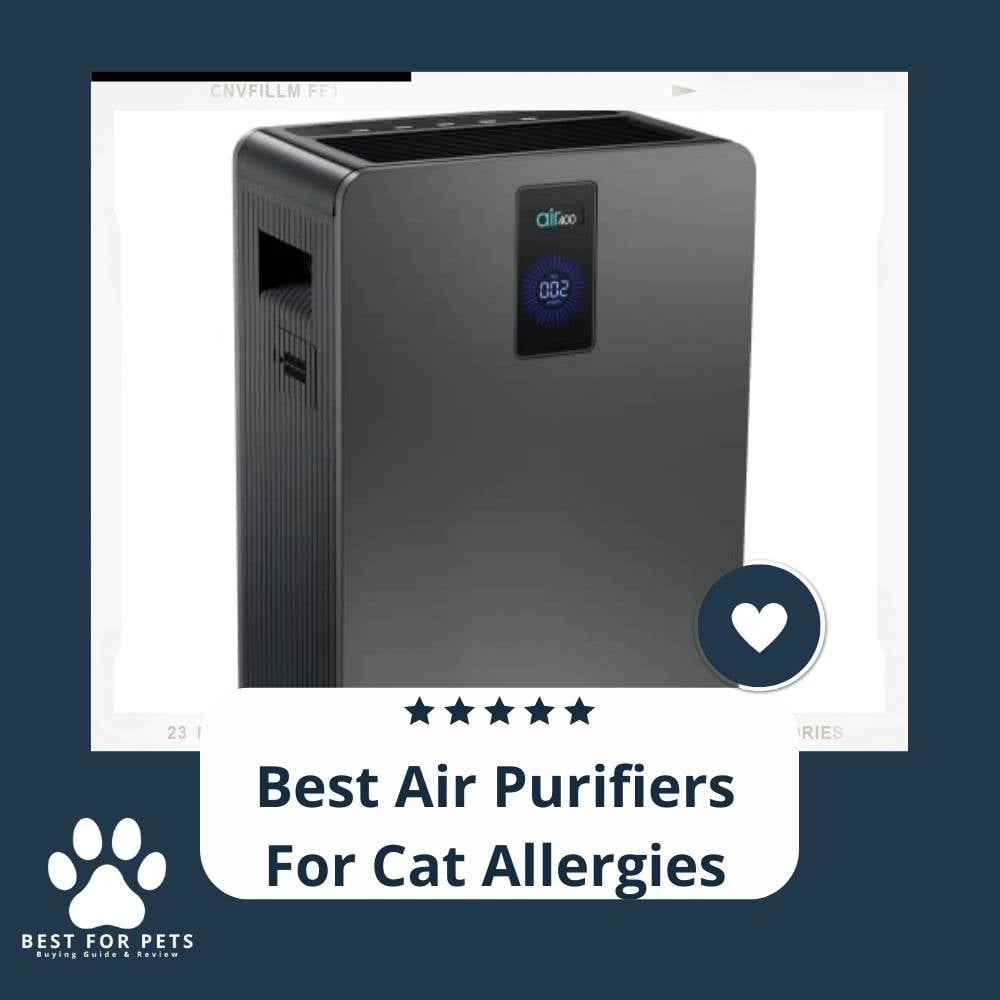 dfGnRoh6e-best-air-purifiers-for-cat-allergies