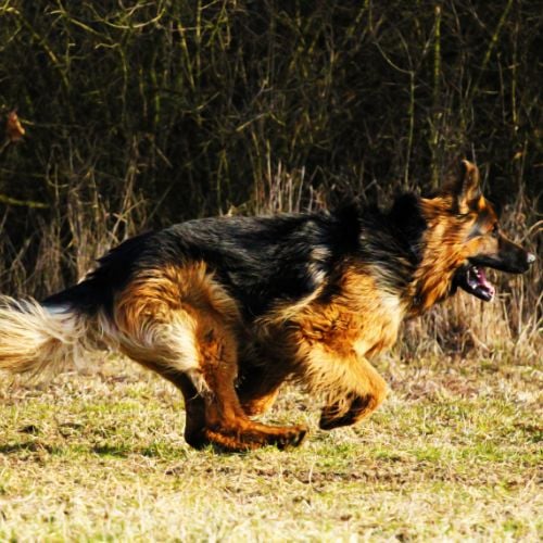 Long haired german shepherd dog running in nature