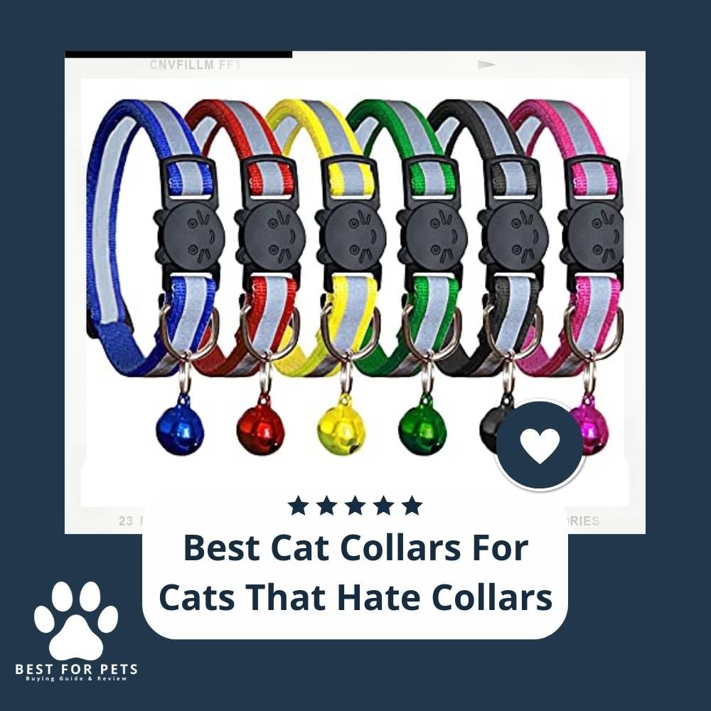 JXCBHY8B1-best-cat-collars-for-cats-that-hate-collars