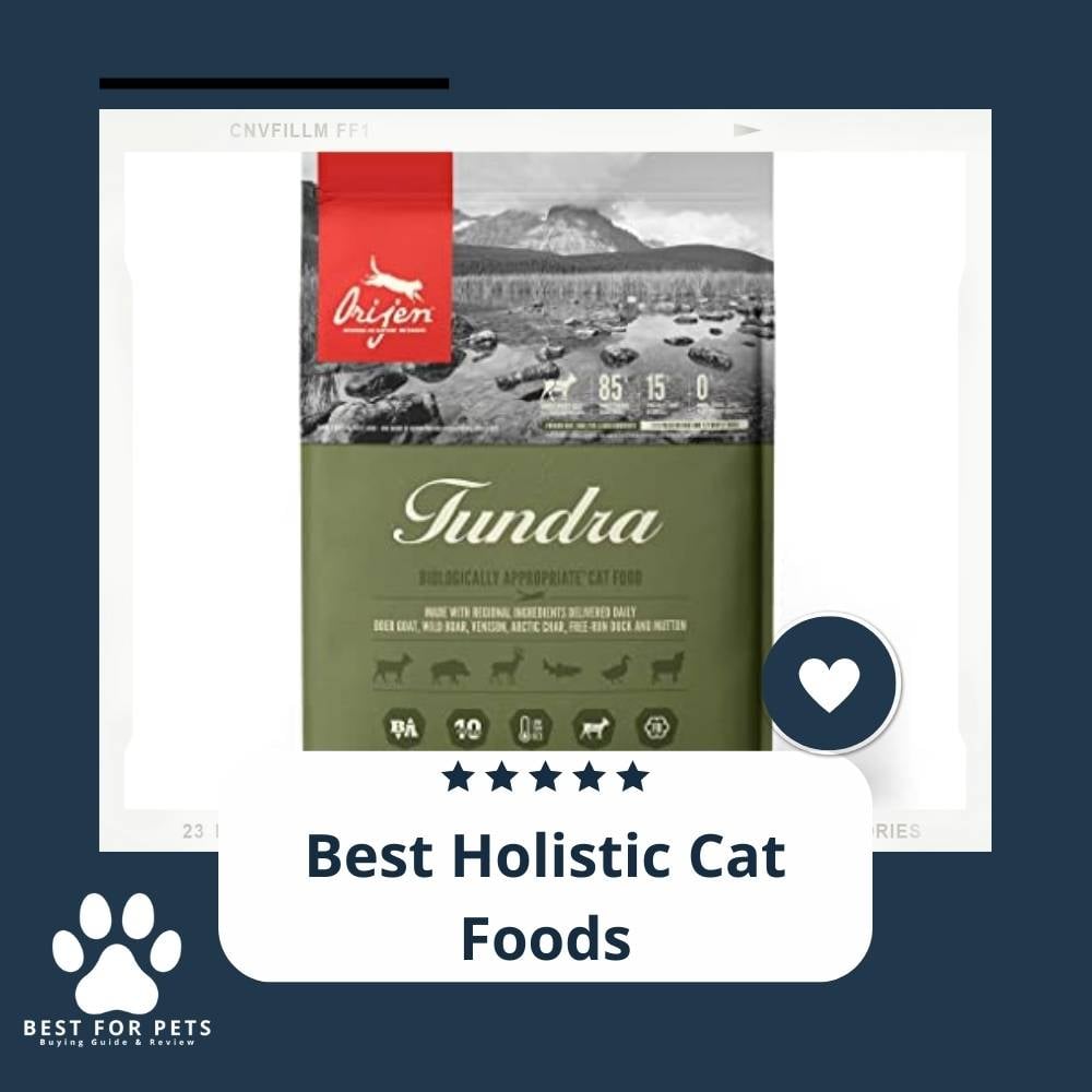 y8jvyv8NZ-best-holistic-cat-foods