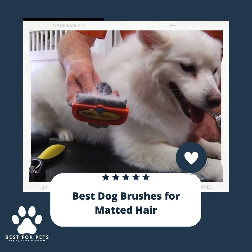 KJ8GZuJA-best-dog-brushes-for-matted-hair