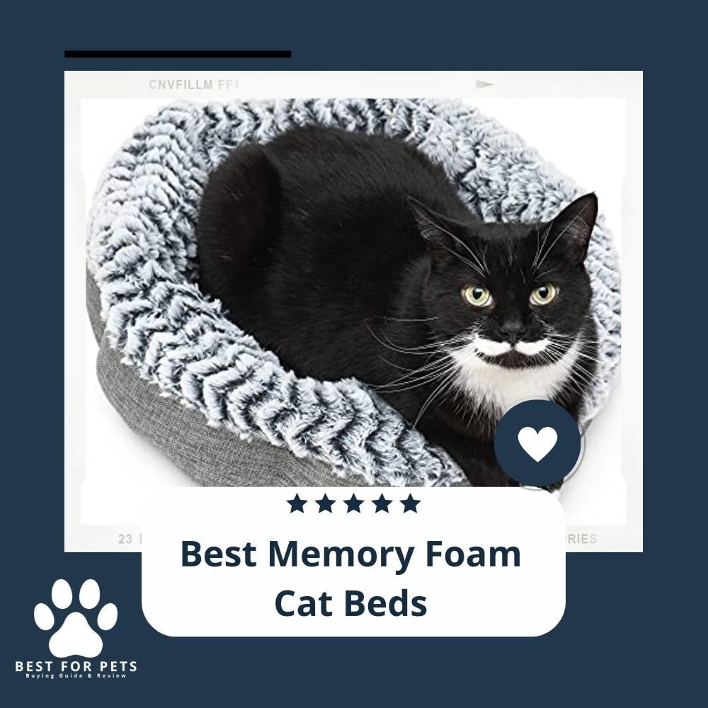 33xr4qAfn-best-memory-foam-cat-beds