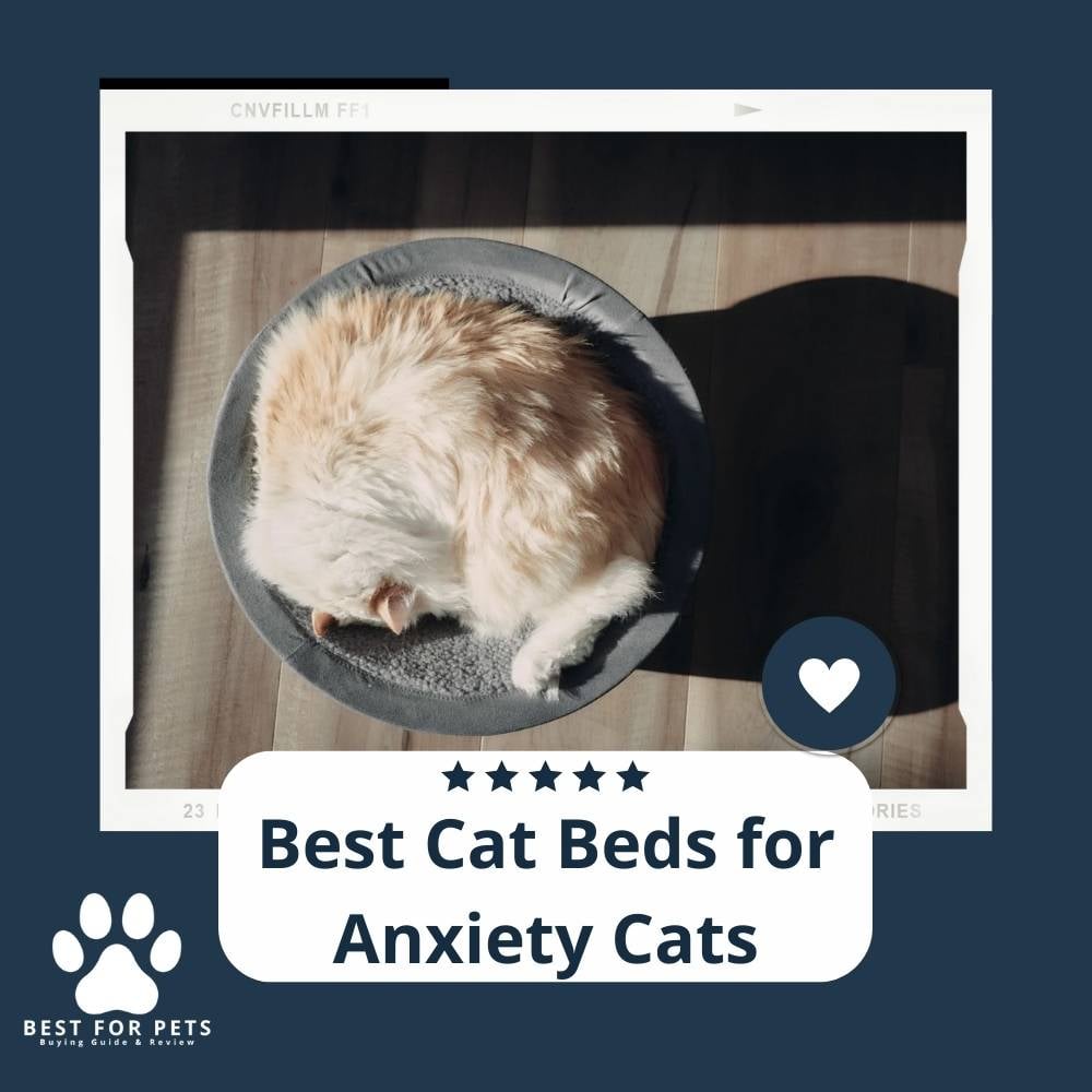 Kjrc7B2QZ-best-cat-beds-for-anxiety-cats