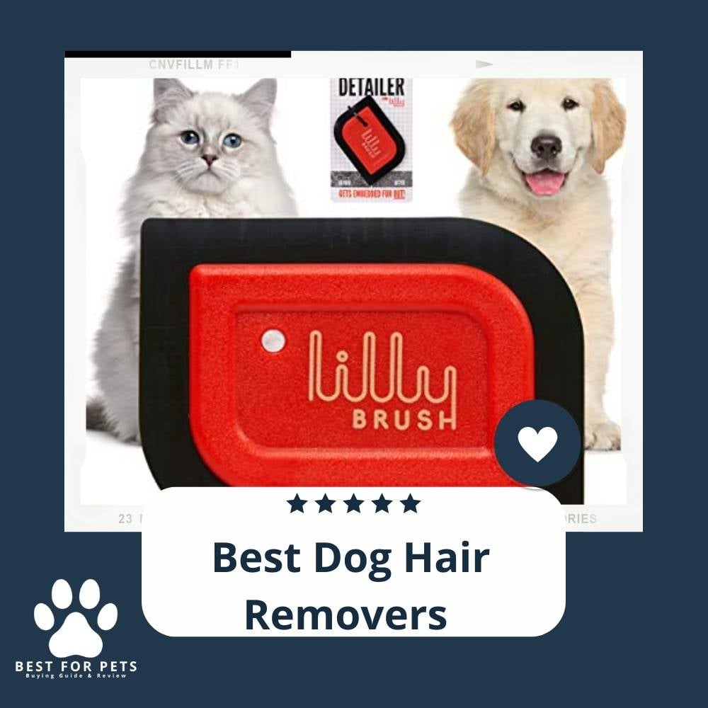 Dg_mBkTun-best-dog-hair-removers