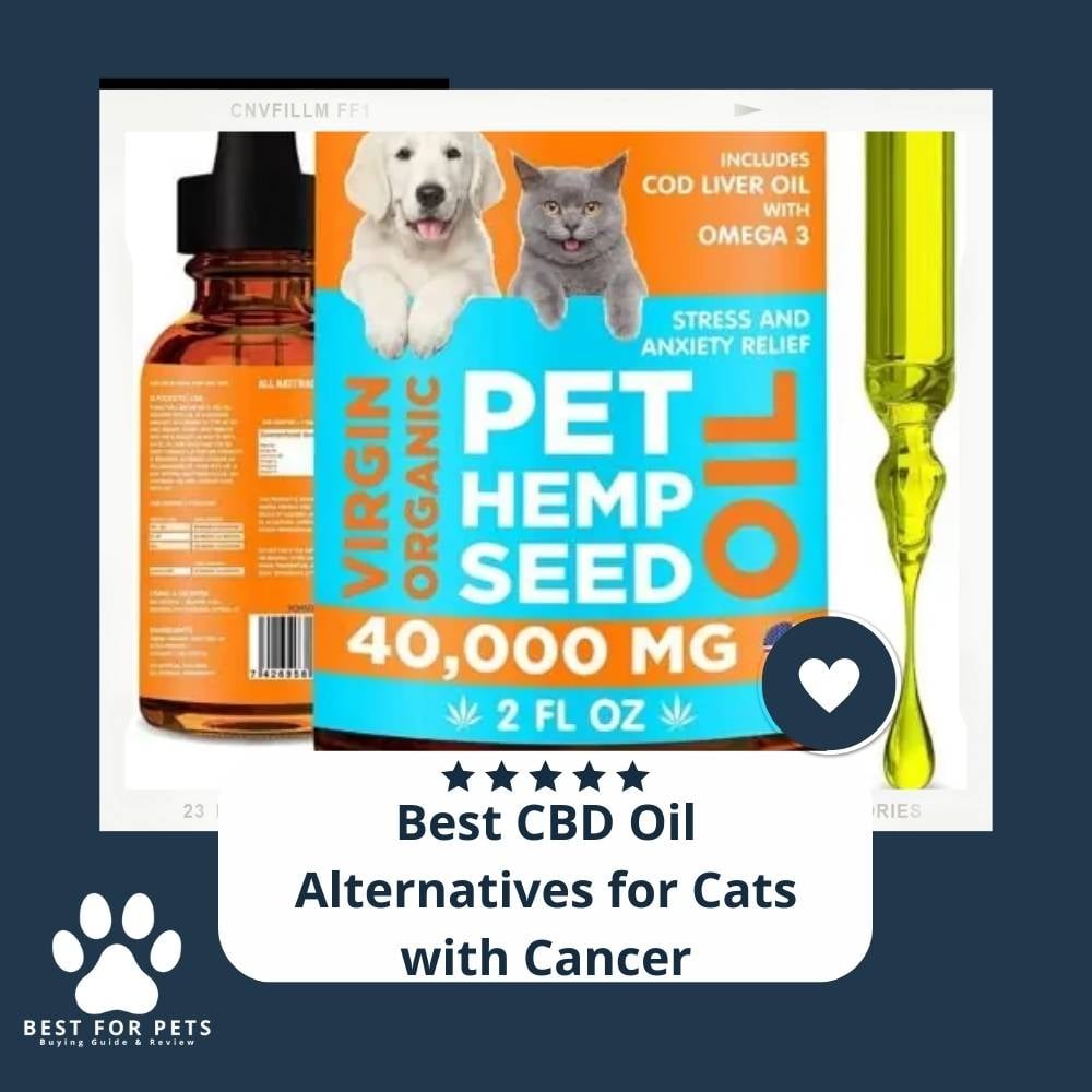 TBb1xJHLQ-best-cbd-oil-alternatives-for-cats-with-cancer