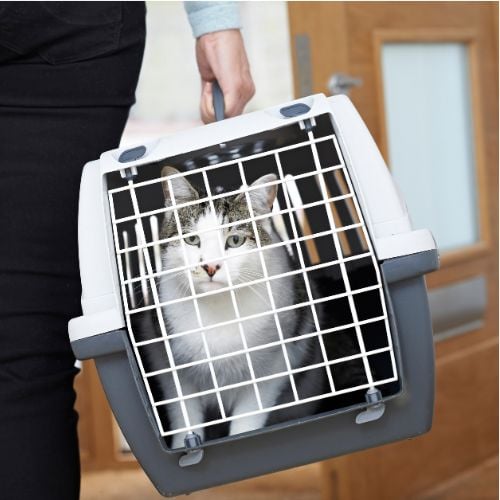 What Are Airline-Approved Pet Carriers?